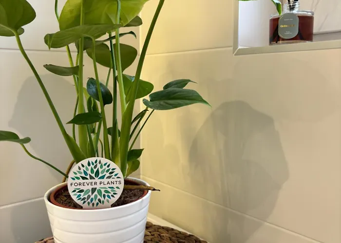 Chapitre 2 * Sélestat